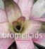 Bromeliads: the Connoisseur's Guide