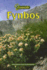 Fynbos: Eco Guide