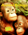 Animal Feelings (the Secret Life of Animals)