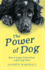 The the Power of Dog