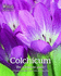 Colchicum: The Complete Guide