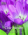 Colchicum: the Complete Guide