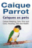 Caique Parrot. Caiques as Pets. Caique Keeping, Care, Pros and Cons, Housing, Diet and Health