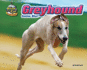 Greyhound: Canine Blur! (Blink of an Eye: Superfast Animals)