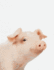 Cute Animal Composition Book Pig: 8.5 X 11'', 200 Wide Ruled Pages, Notebook for School Softcover Canvas Design: Large Notebook Journal for Teacher, Students, and College (Peekaboo Animal Notebook)