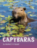 Capybaras