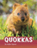 Quokkas (Animals)
