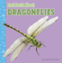 Fast Facts About Dragonflies