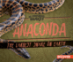 Anaconda: The Largest Snake on Earth