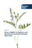 Role of Ampk in Function and Survival of Insulin-Producing Beta Cells