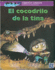 El Cocodrilo De La Tina