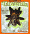 Al Descubierto: La Tarantula: Uncover a Tarantula, Spanish-Language Edition (Spanish Edition)