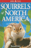 Squirrels of North America