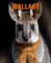 Wallaby