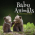 Baby Animals, a No Text Picture Book