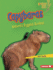 Capybaras Format: Library Bound