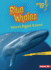 Blue Whales Format: Paperback