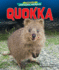 Quokka