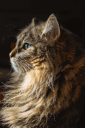 Journal: Maine Coon Cat