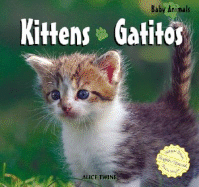 Kittens / Gatitos
