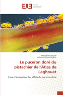 Le puceron dor du pistachier de l'Atlas de Laghouat