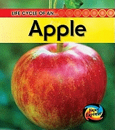 Life Cycle of an Apple