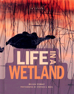 Life in a Wetland