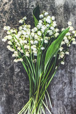 Lilies of the Valley - Lined Notebook with Margins: 101 Pages, Medium Ruled, 6 x 9 Journal, Soft Cover - Legacy