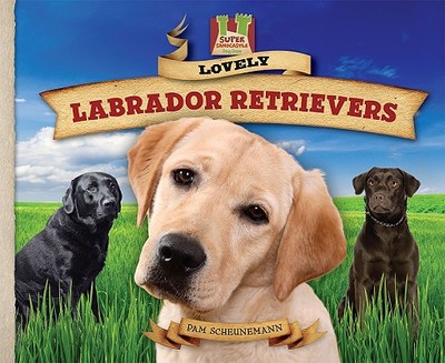 Lovely Labrador Retrievers - Scheunemann, Pam