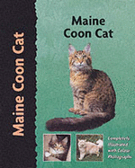 Maine Coon cat