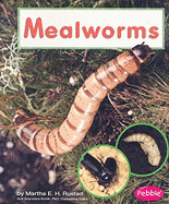 Mealworms