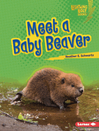 Meet a Baby Beaver