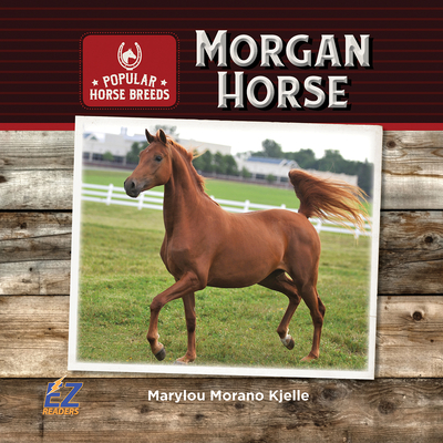 Morgan Horse - Kjelle, Marylou Morano