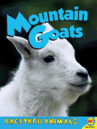 Mountain Goats