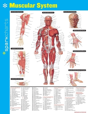 Muscular System SparkCharts - SparkNotes