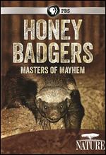 Nature: Honey Badgers - Masters of Mayhem - 