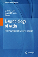 Neurobiology of Actin: From Neurulation to Synaptic Function