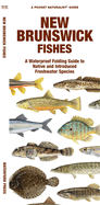 New Brunswick Fishes: A Folding Guide to Native and Introduced Freshwater Species