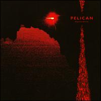 Nighttime Stories - Pelican