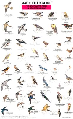 Northwest Park and Backyard Birds - MacGowan, Craig, and Sauskojus, David