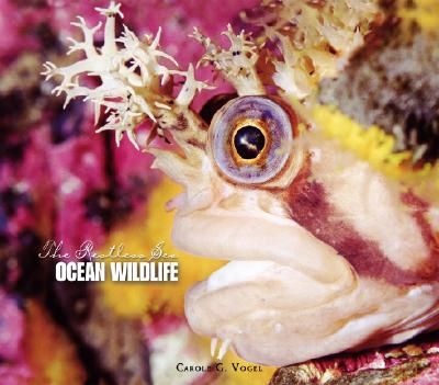 Ocean Wildlife - Vogel, Carole Garbuny