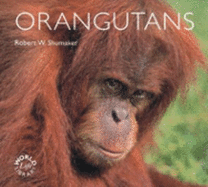 Orangutans - Shumaker, Robert W