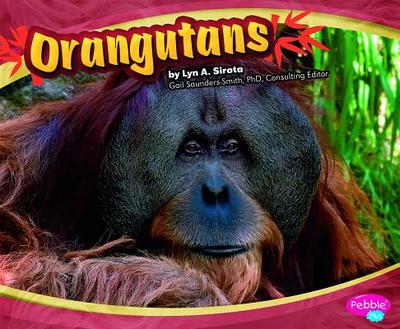 Orangutans - Mattern, Joanne