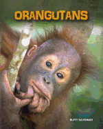 Orangutans