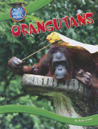 Orangutans