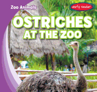 Ostriches at the Zoo