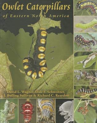 Owlet Caterpillars of Eastern North America - Wagner, David L, and Schweitzer, Dale F, and Sullivan, J Bolling