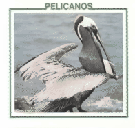 Pelicanos