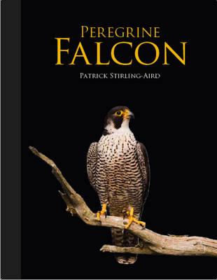 Peregrine Falcon - Stirling-Aird, Patrick