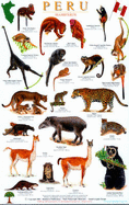 Peru Mammals Guide - Wainwright, Mark